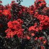 Kínai selyemmírtusz - Lagerstroemia indica - "Black Diamond Best Red"