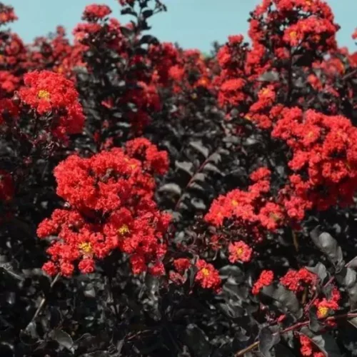 Kínai selyemmírtusz - Lagerstroemia indica - "Black Diamond Best Red"