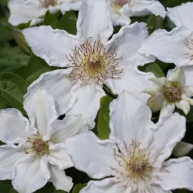 Klematisz / Iszalag - Clematis "Destiny"