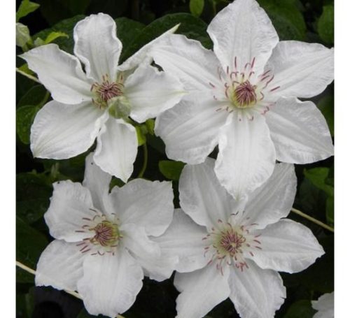 Klematisz / Iszalag - Clematis "Destiny"