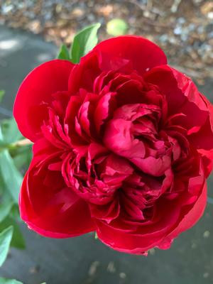 Paeonia Lactiflora "Many Happy Returns" - Illatos piros bazsarózsa