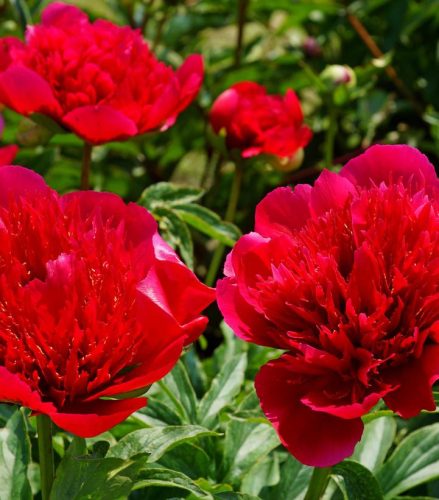 Paeonia Lactiflora "Many Happy Returns" - Illatos piros bazsarózsa