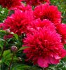 Paeonia Lactiflora "Many Happy Returns" - Illatos piros bazsarózsa