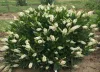 Fehér virágú borcserje - Clethra alnifolia ‘Hummingbird’