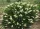 Fehér virágú borcserje - Clethra alnifolia ‘Hummingbird’