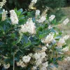 Fehér virágú borcserje - Clethra alnifolia ‘Hummingbird’