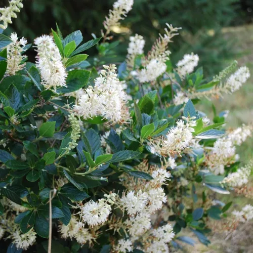 Fehér virágú borcserje - Clethra alnifolia ‘Hummingbird’