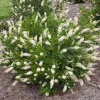 Fehér virágú borcserje - Clethra alnifolia ‘Hummingbird’