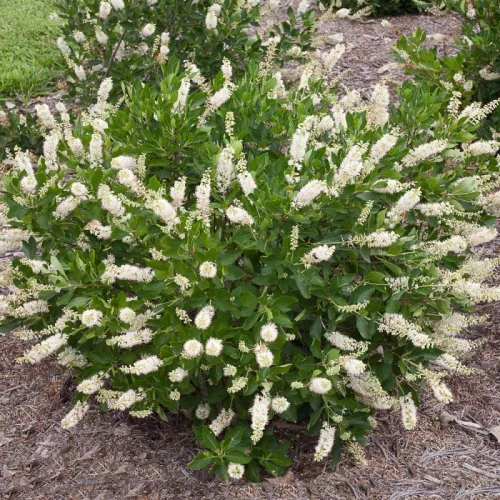 Fehér virágú borcserje - Clethra alnifolia ‘Hummingbird’