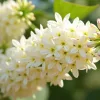 Fehér virágú borcserje - Clethra alnifolia ‘Hummingbird’