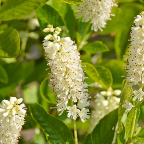 Fehér virágú borcserje - Clethra alnifolia ‘Hummingbird’