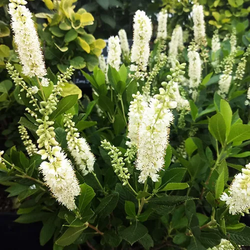 Fehér virágú borcserje - Clethra alnifolia ‘Hummingbird’
