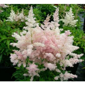 Tollbuga - Astilbe "Europa"