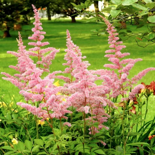 Tollbuga - Astilbe "Europa"