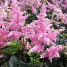 Tollbuga - Astilbe "Europa"