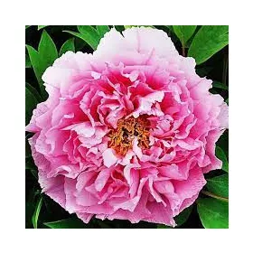   Fás szárú Bazsarózsa - Paeonia suffruticosa "Yin Hong Qiao Dui"