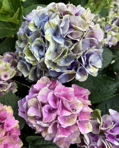 Kerti hortenzai  - Magical Evolution  - Hydrangea Macrophylla