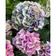 Kerti hortenzai  - Magical Evolution  - Hydrangea Macrophylla