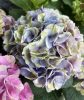 Kerti hortenzai  - Magical Evolution  - Hydrangea Macrophylla