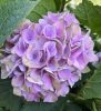 Kerti hortenzai  - Magical Evolution  - Hydrangea Macrophylla