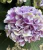 Kerti hortenzai  - Magical Evolution  - Hydrangea Macrophylla