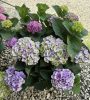 Kerti hortenzai  - Magical Evolution  - Hydrangea Macrophylla