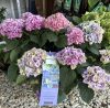 Kerti hortenzai  - Magical Evolution  - Hydrangea Macrophylla