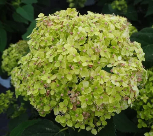 Cserjés hortenzia " Lime Ricky" - Hydrangea Arborescens 