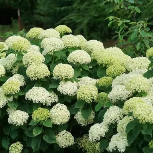 Cserjés hortenzia " Lime Ricky" - Hydrangea Arborescens 