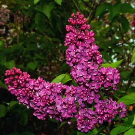   Orgona - Syringa vulgaris "Andenken an Ludwig Spath"
