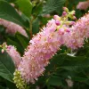 Rózsaszín virágú borcserje - Clethra alnifolia ‘Rosea’