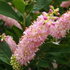   Rózsaszín virágú borcserje - Clethra alnifolia ‘Rosea’