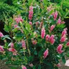 Rózsaszín virágú borcserje - Clethra alnifolia ‘Rosea’
