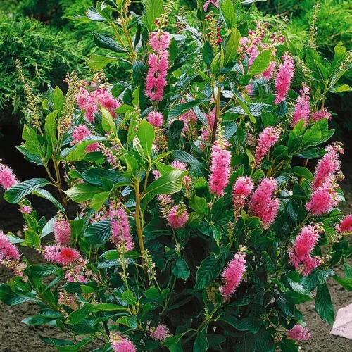 Rózsaszín virágú borcserje - Clethra alnifolia ‘Rosea’