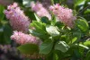 Rózsaszín virágú borcserje - Clethra alnifolia ‘Rosea’