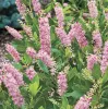Rózsaszín virágú borcserje - Clethra alnifolia ‘Rosea’