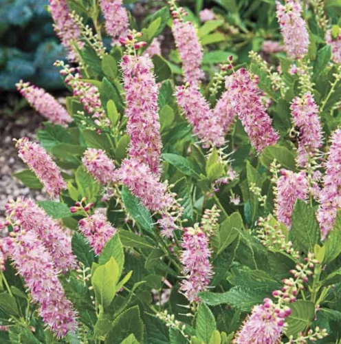 Rózsaszín virágú borcserje - Clethra alnifolia ‘Rosea’