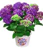 Kerti Hortenzia - Hydrangea macrophylla - "Diva Fiore Violet"