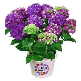Kerti Hortenzia - Hydrangea macrophylla - "Diva Fiore Violet"