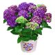 Kerti Hortenzia - Hydrangea macrophylla - "Diva Fiore Violet"
