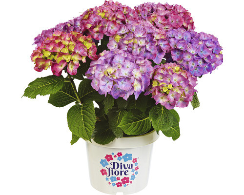 Kerti Hortenzia - Hydrangea macrophylla - "Diva Fiore Violet"