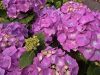 Kerti Hortenzia - Hydrangea macrophylla - "Diva Fiore Violet"
