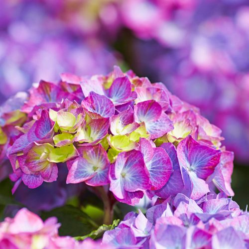 Kerti Hortenzia - Hydrangea macrophylla - "Diva Fiore Violet"