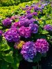 Kerti Hortenzia - Hydrangea macrophylla - "Diva Fiore Violet"