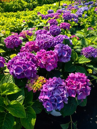Kerti Hortenzia - Hydrangea macrophylla - "Diva Fiore Violet"
