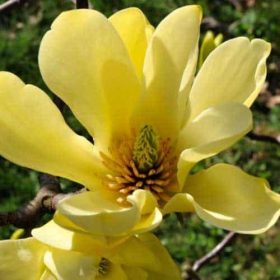   Sárga virágú magnólia, liliomfa - Magnolia Brooklynensis "Yellow Bird"