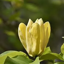 Sárga virágú magnólia, liliomfa - Magnolia Brooklynensis "Yellow Bird"