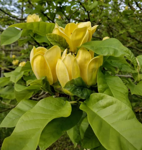 Sárga virágú magnólia, liliomfa - Magnolia Brooklynensis "Yellow Bird"