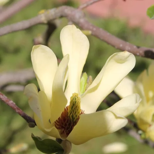 Sárga virágú magnólia, liliomfa - Magnolia Brooklynensis "Yellow Bird"