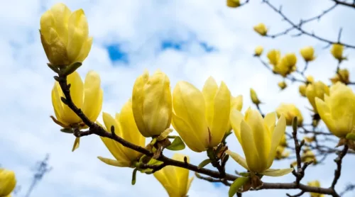 Sárga virágú magnólia, liliomfa - Magnolia Brooklynensis "Yellow Bird"